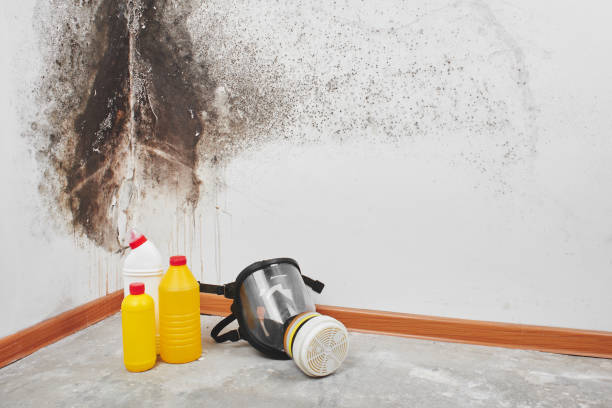 Best Mold Cleaning Services  in Winnebago, MN