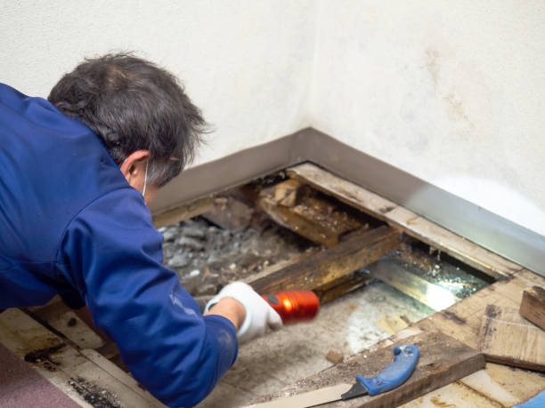 Best Office Mold Removal Services  in Winnebago, MN