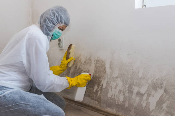 Best Mold Testing  in Winnebago, MN