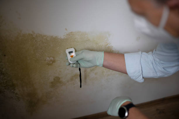 Best Mold Remediation  in Winnebago, MN