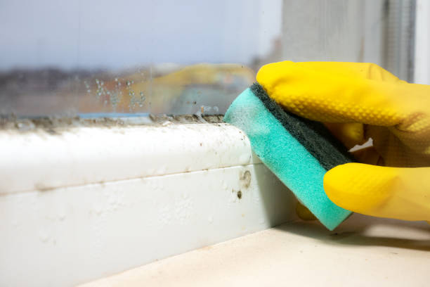 Best Attic Mold Removal  in Winnebago, MN