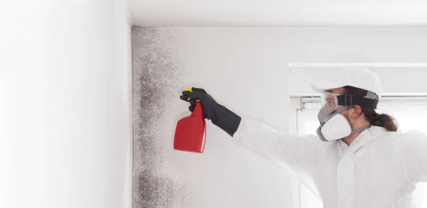 Best Local Mold Removal Service  in Winnebago, MN