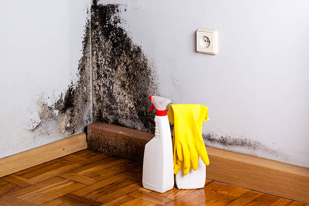 Best Toxic Mold Removal  in Winnebago, MN