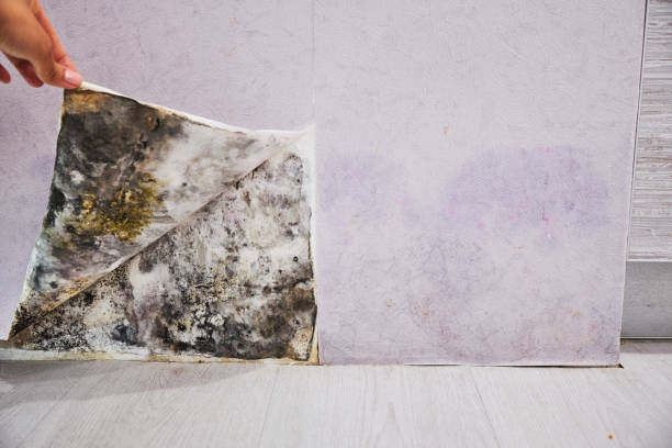 Office Mold Removal Services in Winnebago, MN